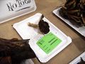 Hygrophorus camarophyllus